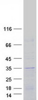 FAM207A Protein - Purified recombinant protein FAM207A was analyzed by SDS-PAGE gel and Coomassie Blue Staining