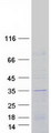 FAM207A Protein - Purified recombinant protein FAM207A was analyzed by SDS-PAGE gel and Coomassie Blue Staining