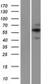 FAM20A Protein - Western validation with an anti-DDK antibody * L: Control HEK293 lysate R: Over-expression lysate