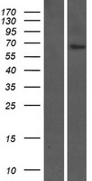 FAM20C Protein - Western validation with an anti-DDK antibody * L: Control HEK293 lysate R: Over-expression lysate