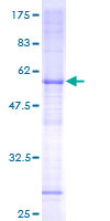 FAM210A Protein - 12.5% SDS-PAGE of human C18orf19 stained with Coomassie Blue