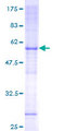 FAM210A Protein - 12.5% SDS-PAGE of human C18orf19 stained with Coomassie Blue