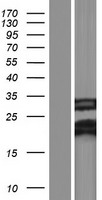 FAM210B Protein - Western validation with an anti-DDK antibody * L: Control HEK293 lysate R: Over-expression lysate