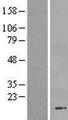 FAM216B Protein - Western validation with an anti-DDK antibody * L: Control HEK293 lysate R: Over-expression lysate