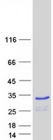 FAM219B / C15orf17 Protein - Purified recombinant protein FAM219B was analyzed by SDS-PAGE gel and Coomassie Blue Staining