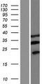 FAM220A / C7orf70 Protein - Western validation with an anti-DDK antibody * L: Control HEK293 lysate R: Over-expression lysate