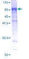 FAM234A Protein - 12.5% SDS-PAGE of human C16orf9 stained with Coomassie Blue