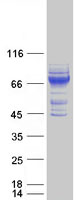 FAM234A Protein - Purified recombinant protein FAM234A was analyzed by SDS-PAGE gel and Coomassie Blue Staining