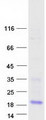 FAM24B Protein - Purified recombinant protein FAM24B was analyzed by SDS-PAGE gel and Coomassie Blue Staining