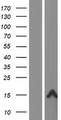 FAM25A Protein - Western validation with an anti-DDK antibody * L: Control HEK293 lysate R: Over-expression lysate