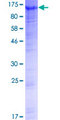 FAM35A Protein - 12.5% SDS-PAGE of human FAM35A stained with Coomassie Blue