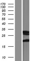 FAM3A Protein - Western validation with an anti-DDK antibody * L: Control HEK293 lysate R: Over-expression lysate