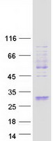 FAM3A Protein - Purified recombinant protein FAM3A was analyzed by SDS-PAGE gel and Coomassie Blue Staining