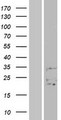 FAM3B Protein - Western validation with an anti-DDK antibody * L: Control HEK293 lysate R: Over-expression lysate