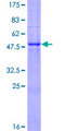 FAM3B Protein - 12.5% SDS-PAGE of human FAM3B stained with Coomassie Blue