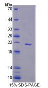 FAM3B Protein - Recombinant  Family With Sequence Similarity 3, Member B By SDS-PAGE