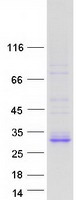 FAM3B Protein - Purified recombinant protein FAM3B was analyzed by SDS-PAGE gel and Coomassie Blue Staining