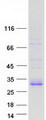 FAM3B Protein - Purified recombinant protein FAM3B was analyzed by SDS-PAGE gel and Coomassie Blue Staining