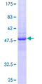 FAM3D Protein - 12.5% SDS-PAGE of human FAM3D stained with Coomassie Blue