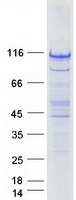 FAM40A Protein - Purified recombinant protein STRIP1 was analyzed by SDS-PAGE gel and Coomassie Blue Staining