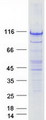 FAM40A Protein - Purified recombinant protein STRIP1 was analyzed by SDS-PAGE gel and Coomassie Blue Staining
