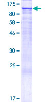 FAM40B Protein - 12.5% SDS-PAGE of human FAM40B stained with Coomassie Blue