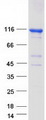FAM40B Protein - Purified recombinant protein STRIP2 was analyzed by SDS-PAGE gel and Coomassie Blue Staining