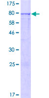 FAM43A Protein - 12.5% SDS-PAGE of human FAM43A stained with Coomassie Blue