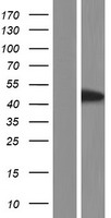 FAM45BP Protein - Western validation with an anti-DDK antibody * L: Control HEK293 lysate R: Over-expression lysate