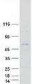 FAM46A Protein - Purified recombinant protein FAM46A was analyzed by SDS-PAGE gel and Coomassie Blue Staining