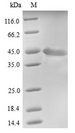 FAM46C Protein - (Tris-Glycine gel) Discontinuous SDS-PAGE (reduced) with 5% enrichment gel and 15% separation gel.