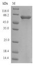 FAM46C Protein - (Tris-Glycine gel) Discontinuous SDS-PAGE (reduced) with 5% enrichment gel and 15% separation gel.