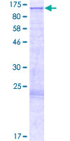 FAM47A Protein - 12.5% SDS-PAGE of human FAM47A stained with Coomassie Blue