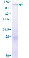 FAM47B Protein - 12.5% SDS-PAGE of human FAM47B stained with Coomassie Blue