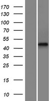 FAM47E Protein - Western validation with an anti-DDK antibody * L: Control HEK293 lysate R: Over-expression lysate