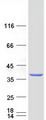FAM49A Protein - Purified recombinant protein FAM49A was analyzed by SDS-PAGE gel and Coomassie Blue Staining