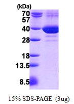 FAM49B / L1 Protein