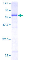 FAM50A Protein - 12.5% SDS-PAGE of human FAM50A stained with Coomassie Blue