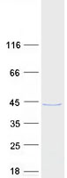 FAM50A Protein - Purified recombinant protein FAM50A was analyzed by SDS-PAGE gel and Coomassie Blue Staining