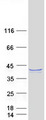 FAM50B Protein - Purified recombinant protein FAM50B was analyzed by SDS-PAGE gel and Coomassie Blue Staining