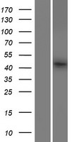 FAM53B Protein - Western validation with an anti-DDK antibody * L: Control HEK293 lysate R: Over-expression lysate