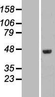 FAM53C Protein - Western validation with an anti-DDK antibody * L: Control HEK293 lysate R: Over-expression lysate