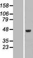 FAM53C Protein - Western validation with an anti-DDK antibody * L: Control HEK293 lysate R: Over-expression lysate