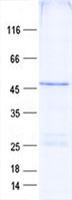 FAM53C Protein