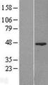 FAM54A / DUFD1 Protein - Western validation with an anti-DDK antibody * L: Control HEK293 lysate R: Over-expression lysate