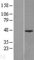 FAM54A / DUFD1 Protein - Western validation with an anti-DDK antibody * L: Control HEK293 lysate R: Over-expression lysate