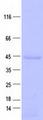 FAM54A / DUFD1 Protein