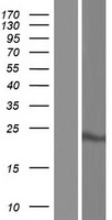 FAM54B Protein - Western validation with an anti-DDK antibody * L: Control HEK293 lysate R: Over-expression lysate