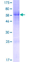 FAM54B Protein - 12.5% SDS-PAGE of human FAM54B stained with Coomassie Blue