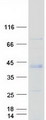 FAM54B Protein - Purified recombinant protein MTFR1L was analyzed by SDS-PAGE gel and Coomassie Blue Staining